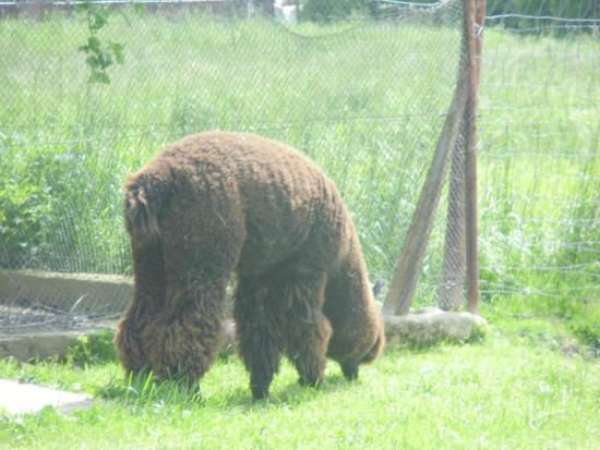 Szlak Ginących Zawodów